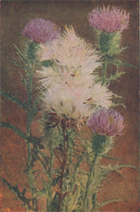 Bur or Spear Thistle